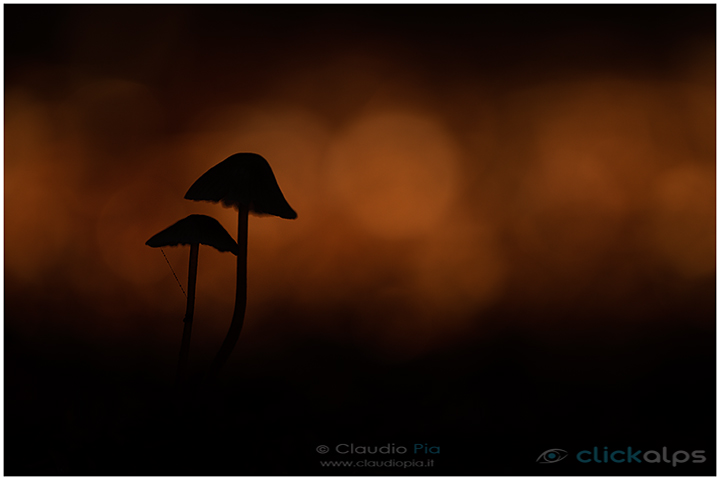 fungo, mushroom, funghi, lamelle, gills, fungi, fungus, setas, mushrooms, val d'aveto, night, fall